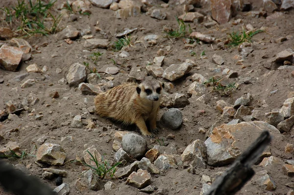 Meerkat. — Fotografia de Stock