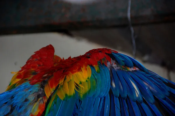 Macaw parrot — Stock Photo, Image