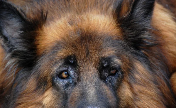 Uzun tüylü Alman çoban