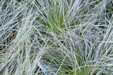 Mavi çimenlerin yakın plan çekimleri yoğun bukleli gümüş-gri bıçaklar içeriyor. Bu süs otları desen, sakin renk ve doğal ilgi katar açık hava manzaraları ve bahçe tasarımları.