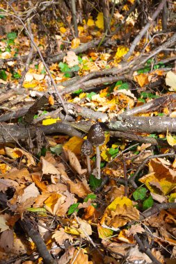 Sonbaharda orman zemininde büyüyen beyaz pullu magpie mantarlarının (Coprinopsis picacea) yakın çekimi.