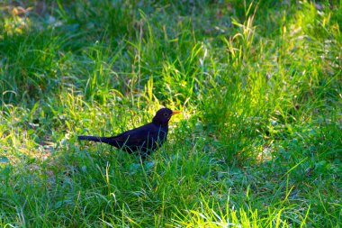 Pürüzsüz, siyah bir kuş, güneşli bir park ortamında yemyeşil çimlerin arasında tetikte bekliyor. Doğa, vahşi yaşam ve açık hava temaları için ideal, merak ve sükuneti doğal ortamlarda iletmek..