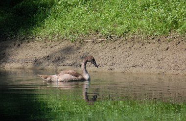 Küçük yavru Kuğu