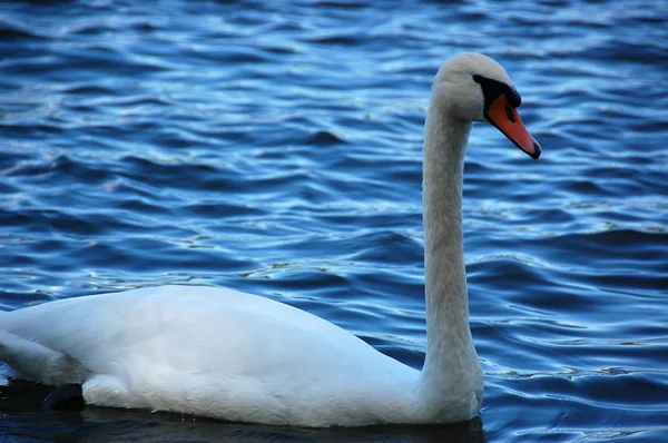 Cigno che nuota lento — Foto Stock