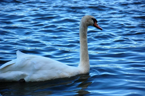 Cigno che nuota lento — Foto Stock