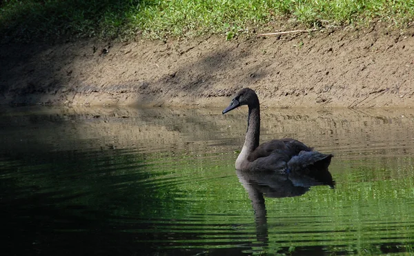 Petit cygne ourson — Photo