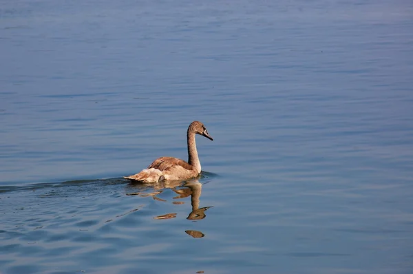 Cigno cucciolo — Foto Stock