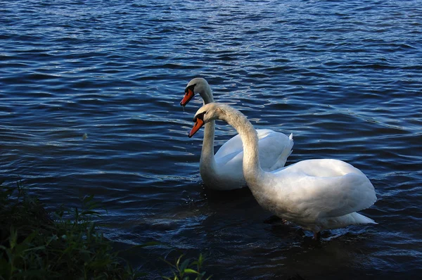 Deux beaux cygnes — Photo