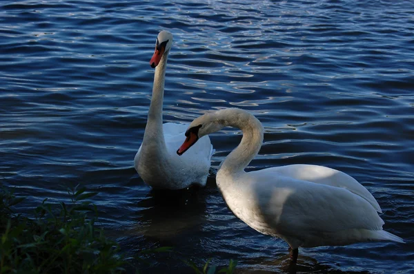 Two beautiful swans — Stock Photo, Image