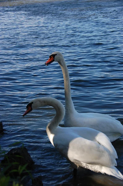 Dos cisnes hermosos — Foto de Stock