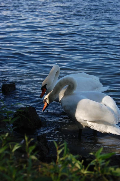 2 つの美しい白鳥 — ストック写真