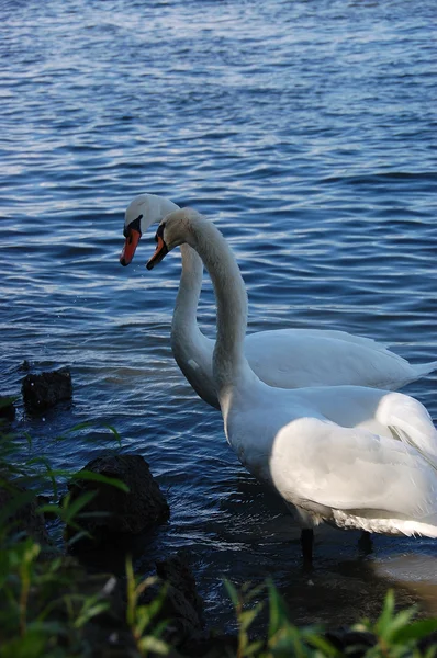 Two beautiful swans — Stock Photo, Image