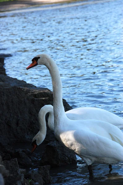 Dos cisnes hermosos — Foto de Stock