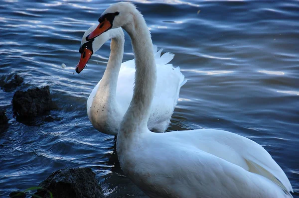 Deux beaux cygnes — Photo