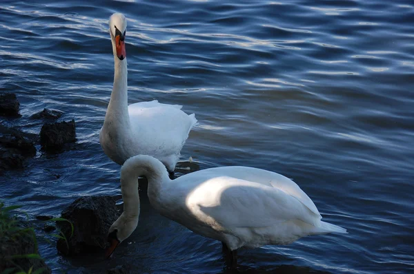 Dos cisnes hermosos — Foto de Stock