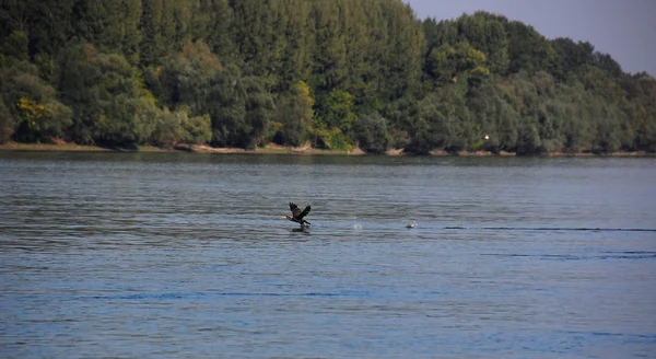 Isla en el Danubio — Foto de Stock