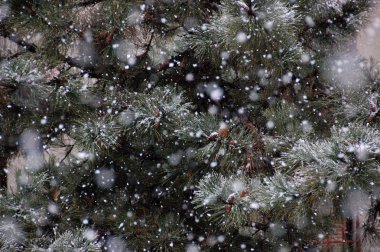 Çam ağacı ve kar - Noel