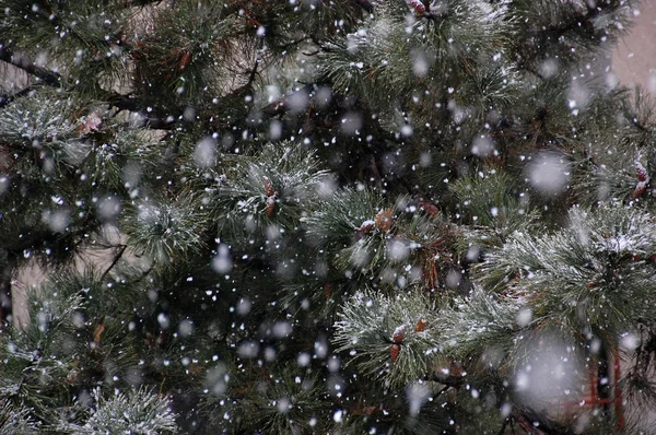 Fenyő és a hó - karácsony — Stock Fotó