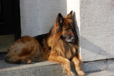 Alman çoban köpeği.