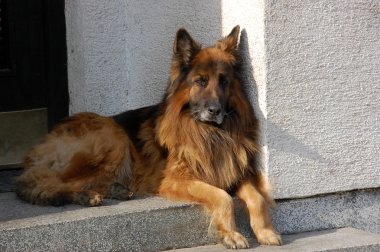 Alman çoban köpeği.