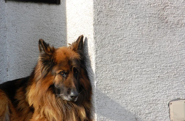 Pastor alemán perro — Foto de Stock