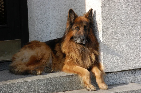 Duitse herdershond — Stockfoto