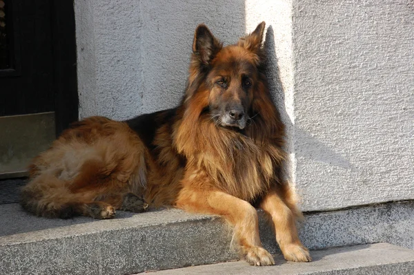 Cão pastor alemão — Fotografia de Stock