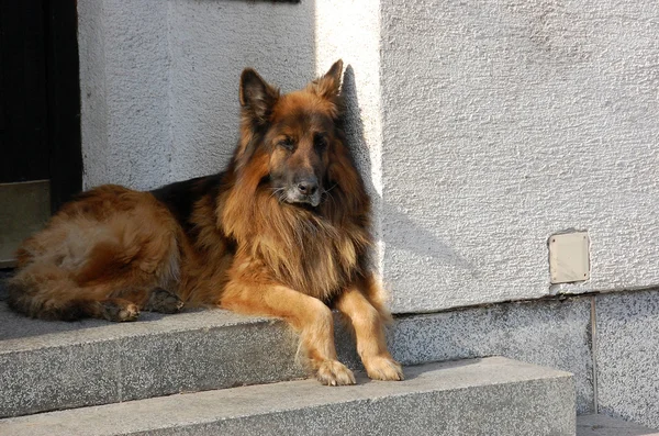 Duitse herdershond — Stockfoto