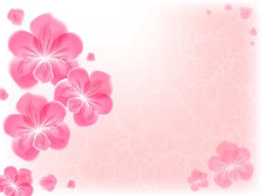 pembe orkide