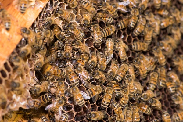 蜜蜂在蜂巢中工作 — 图库照片#
