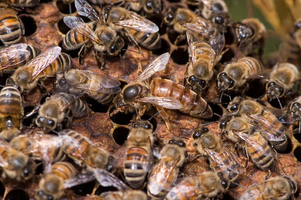 Reine abeille travaillant dans leur ruche — Photo