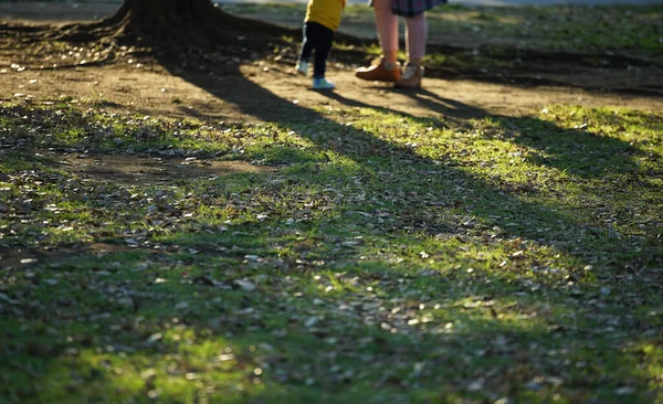 沈みゆく太陽が輝く公園の地面 — ストック写真