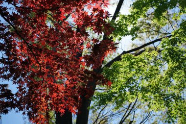Parkta güneşli bir günde kırmızı ve yeşil ağaçların yaprakları                               