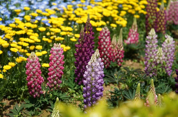 Łóżka Kwiatowe Kolorowymi Kwiatami Parku — Zdjęcie stockowe
