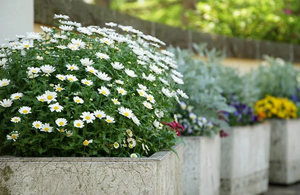 園内にはたくさんの花が咲く花壇 — ストック写真