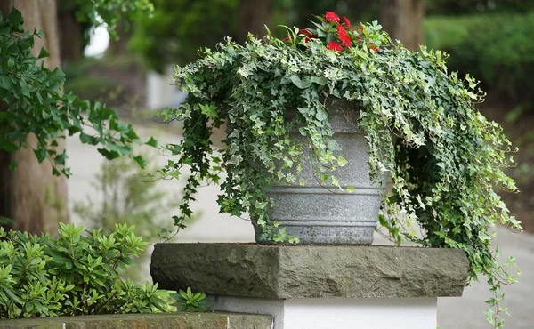 Feuilles Vertes Fleurs Rouges Exposées Dans Des Pots Sur Une — Photo