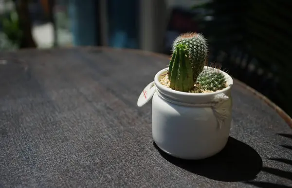 Cactus Sur Table Jardin Par Une Journée Ensoleillée — Photo