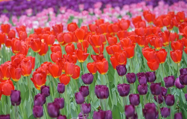 Kwiat Ogród Wieloma Kolorowymi Tulipanami — Zdjęcie stockowe