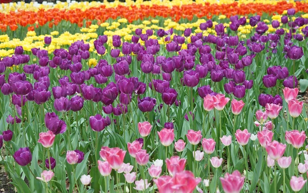 Kwiat Ogród Wieloma Kolorowymi Tulipanami — Zdjęcie stockowe