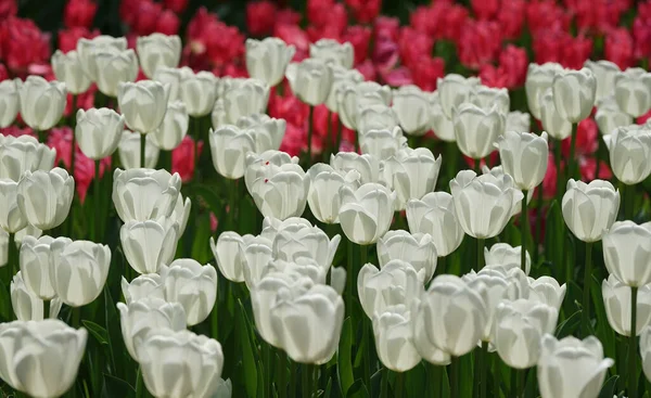 Many Red White Colored Tulips Bloom Field Flowers Sunny Day — Stock Photo, Image