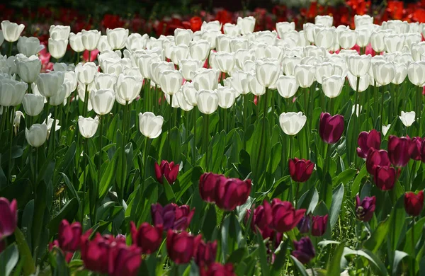 Jardín Con Muchos Tulipanes Coloridos — Foto de Stock