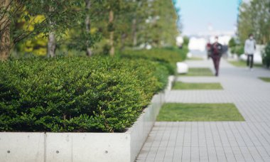 Güneşli mavi gökyüzünde yeşil kaldırım                               
