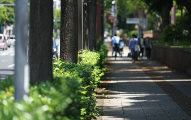 Güneşli bir günde yeşil kaldırımlar ve ağaçlar                               