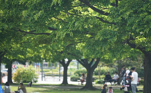 Green Trees Park Sunny Day — Stock Photo, Image