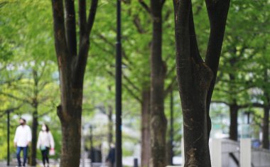  Parkın sokaklarını çevreleyen yeşil ağaçlar                            