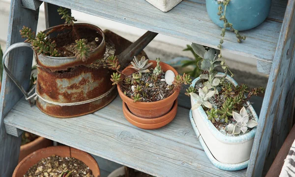 Plantes Intérieur Sur Une Étagère Dans Jardin — Photo