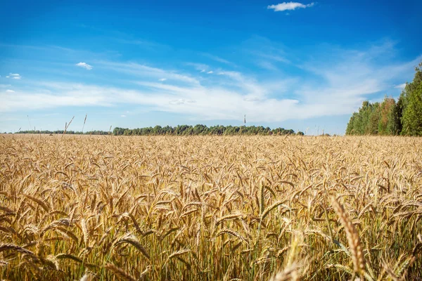 Ett vetefält — Stockfoto