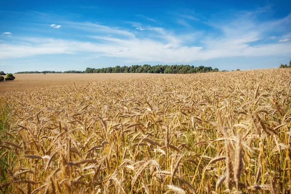 Et hvetefelt – stockfoto