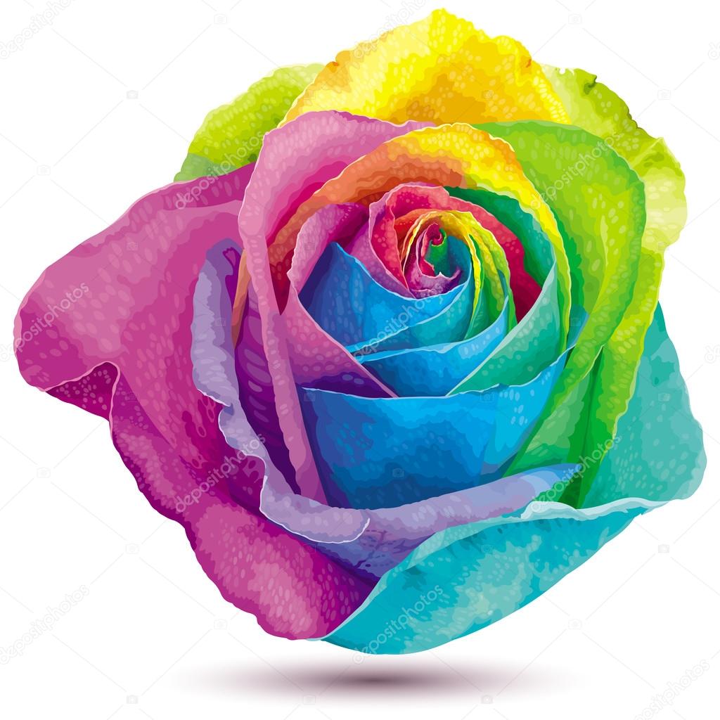 Rainbow color rose