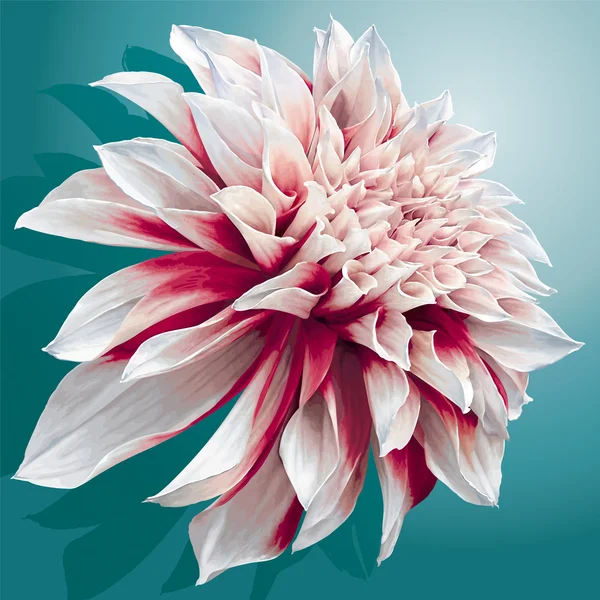 Jardin rouge-blanc dahlia — Image vectorielle